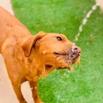 Dog Daycare & Boarding Prices in San Diego | Wags & Ruffs