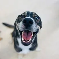 Dog Daycare & Boarding Prices in San Diego | Wags & Ruffs