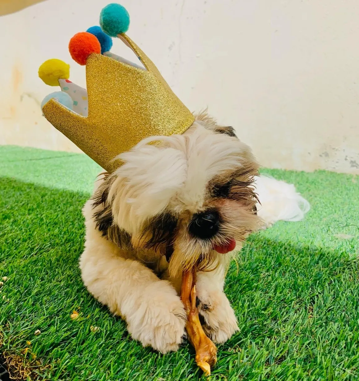 Dog Daycare & Boarding Prices in San Diego | Wags & Ruffs
