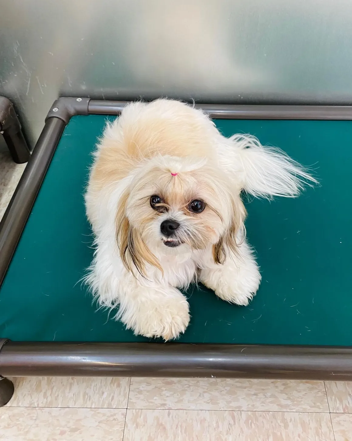 Dog Daycare & Boarding Prices in San Diego | Wags & Ruffs