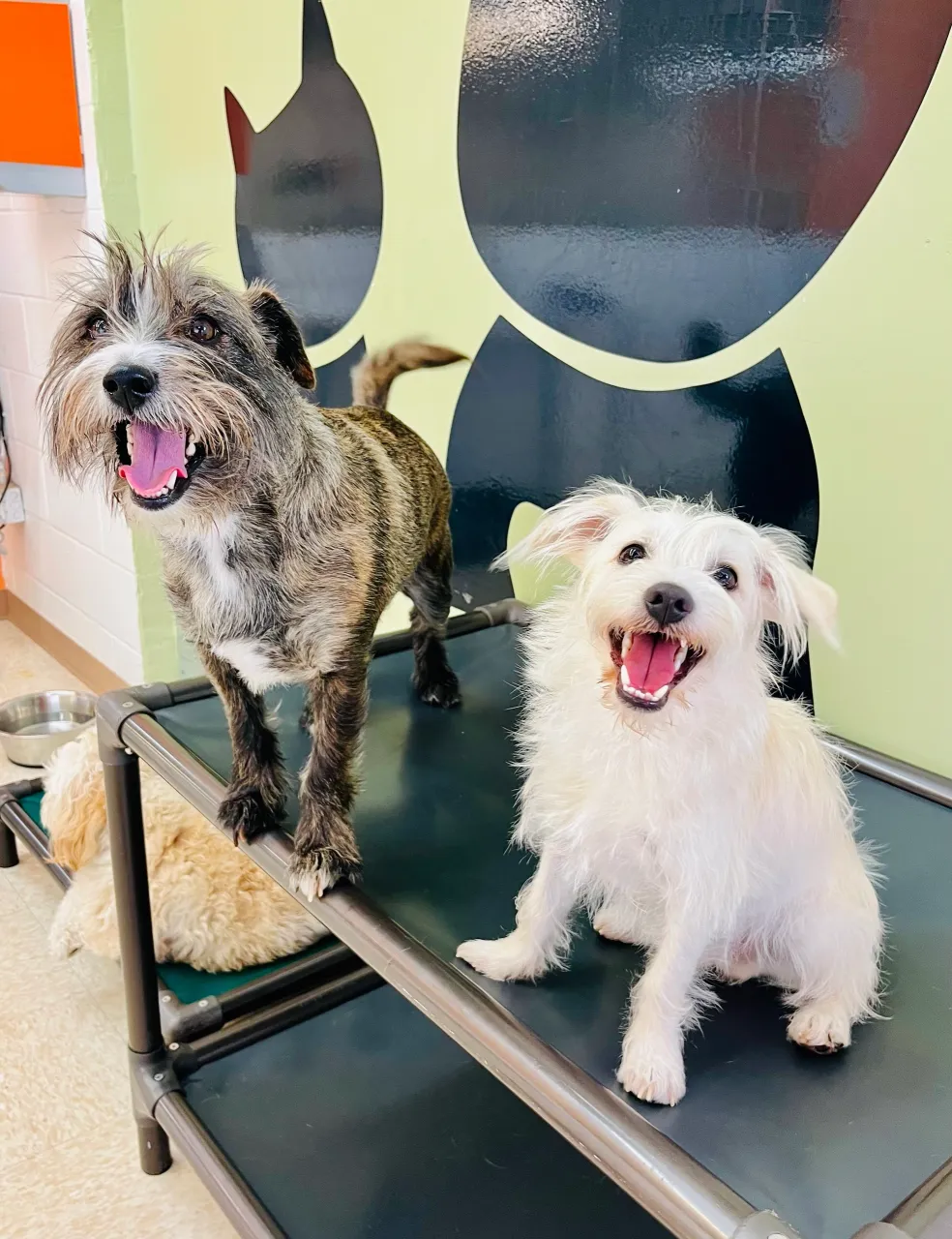 Dog Daycare & Boarding Prices in San Diego | Wags & Ruffs