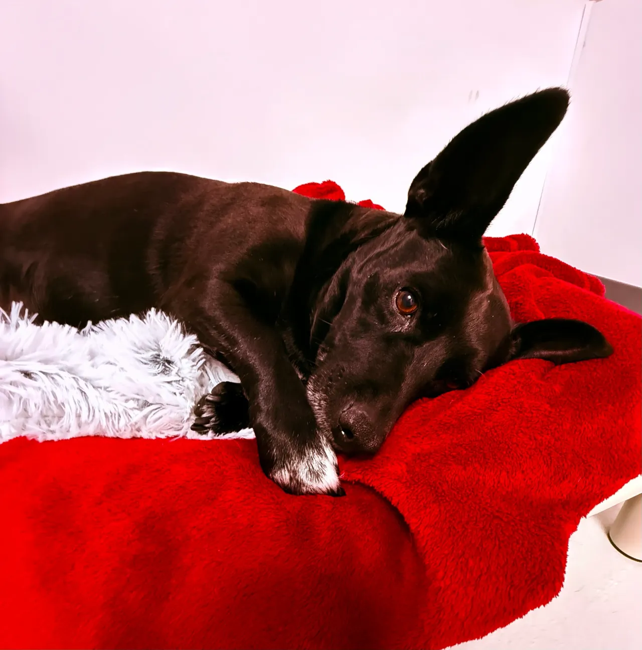 Dog Daycare & Boarding Prices in San Diego | Wags & Ruffs
