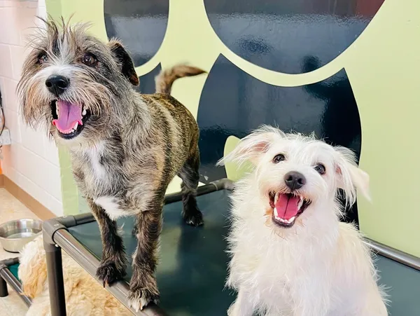 Dog Daycare, Boarding & Grooming | Wags & Ruffs