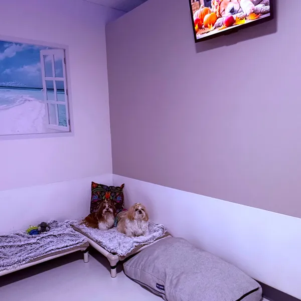 Dog Daycare, Boarding & Grooming | Wags & Ruffs