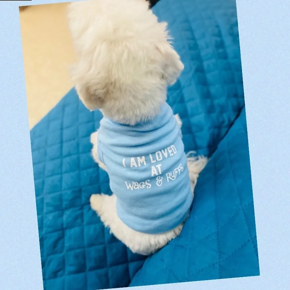 Dog Daycare & Boarding Prices in San Diego | Wags & Ruffs
